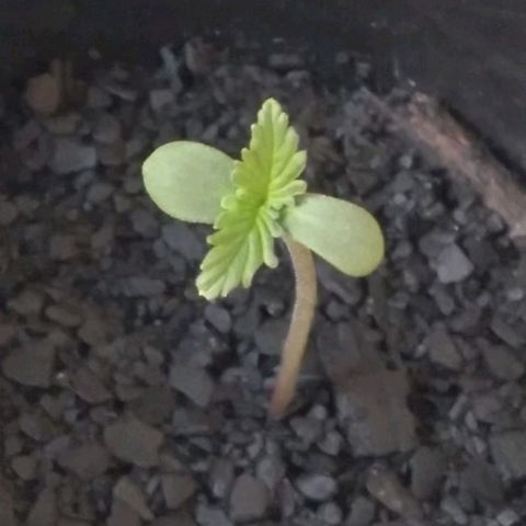 Limãozinha 🍋  growlog timeline photo