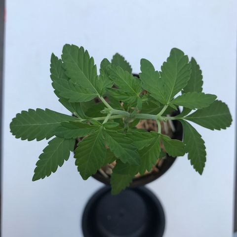 Limãozinha 🍋  growlog timeline photo