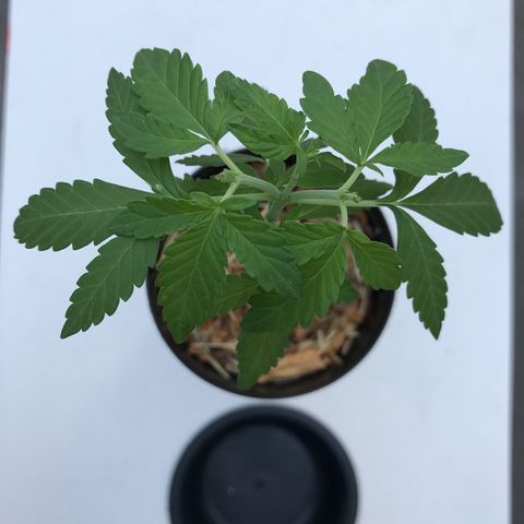 Limãozinha 🍋  growlog timeline photo