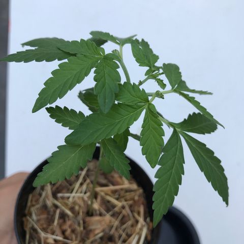 Limãozinha 🍋  growlog timeline photo