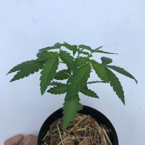 Limãozinha 🍋  growlog timeline photo