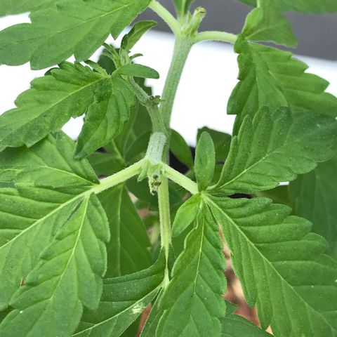 Limãozinha 🍋  growlog photo: Fotos das podas FIM recém cicatrizadas