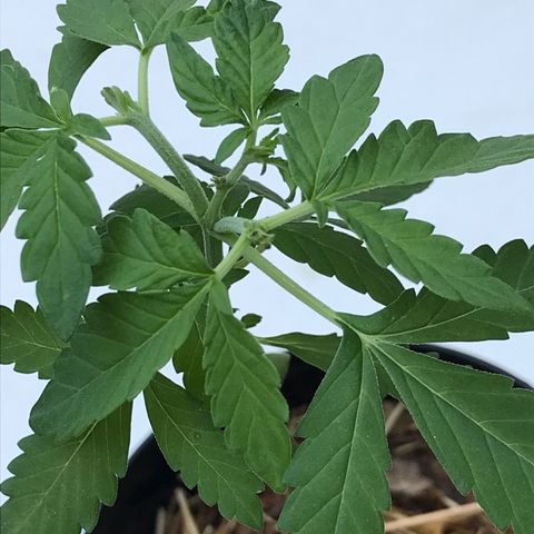 Limãozinha 🍋  growlog photo: Fotos das podas FIM recém cicatrizadas