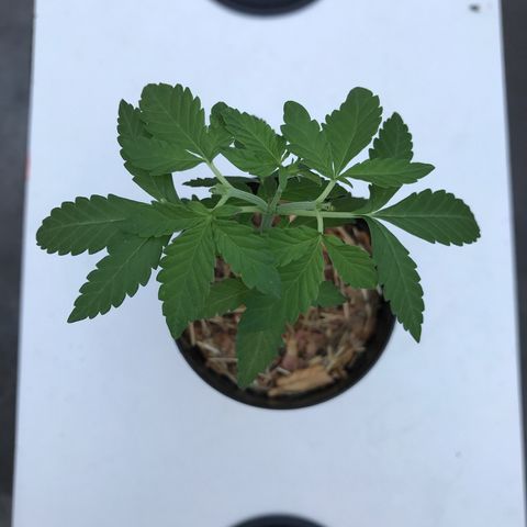 Limãozinha 🍋  growlog timeline photo