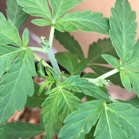 Limãozinha 🍋  growlog photo: Poda FIM bem executada, já ramificando galhos laterais, vamos ver quantas serão.