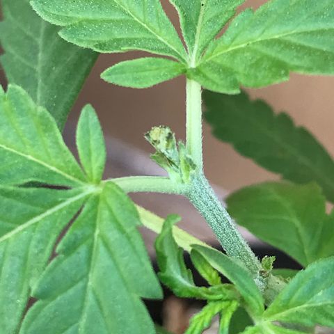 Limãozinha 🍋  growlog timeline photo
