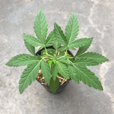 Limãozinha 🍋  growlog photo: Maravilhosa. Será mesmo Super Lemon Hase?