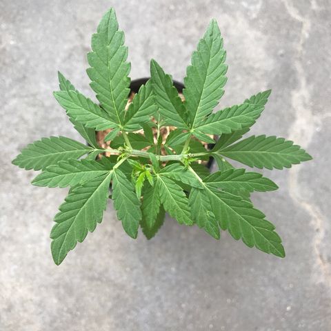 Limãozinha 🍋  growlog timeline photo