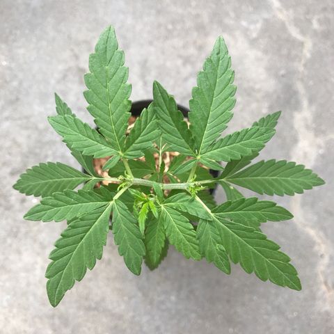 Limãozinha 🍋  growlog timeline photo