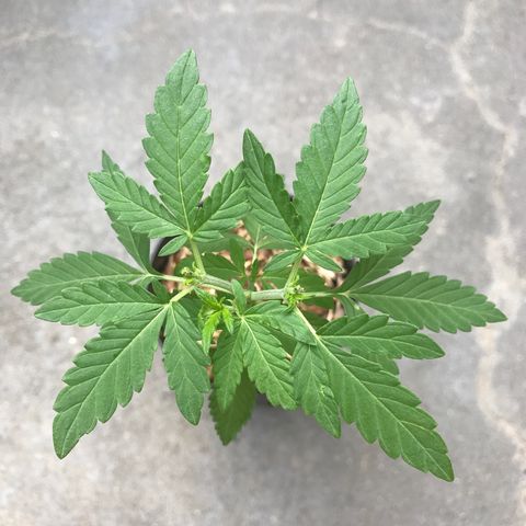 Limãozinha 🍋  growlog timeline photo