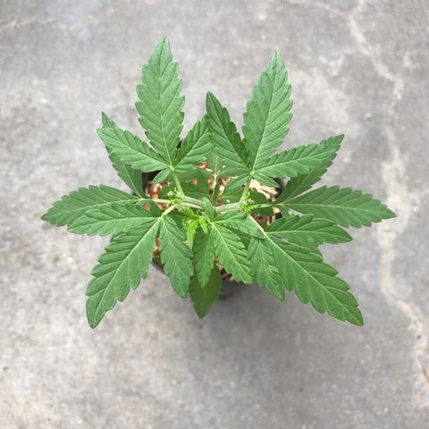 Limãozinha 🍋  growlog timeline photo