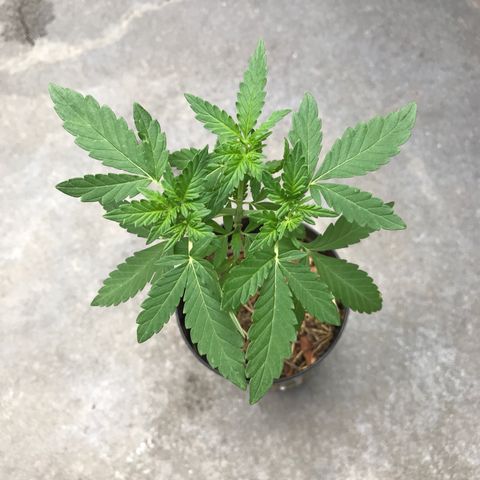 Limãozinha 🍋  growlog timeline photo