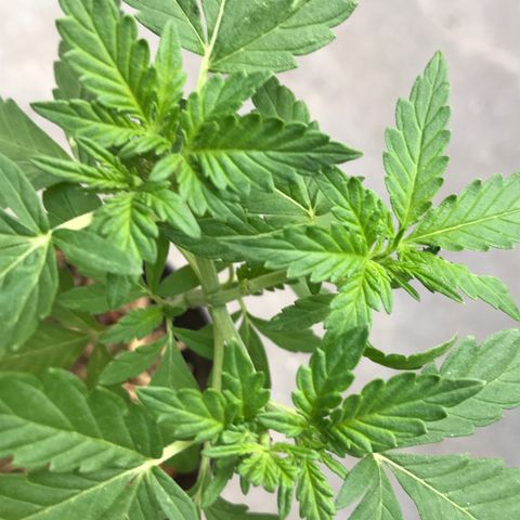 Limãozinha 🍋  growlog photo: Resultado das podas bem forte na nossa SupaLemonHaze