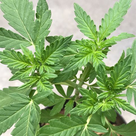 Limãozinha 🍋  growlog photo: Resultado das podas bem forte na nossa SupaLemonHaze