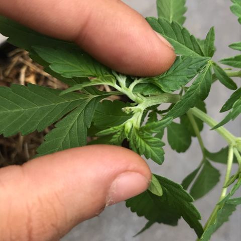 Limãozinha 🍋  growlog photo: Esquerda, meio e direita. A da direita tem três Ramos como resultado da FIM. A da esquerda respondeu como uma Top e deu dois Ramos msm <3 a do meio não foi podada, tá crescendo linda com curvas amo demais quando isso acontece, em breve uma poda.