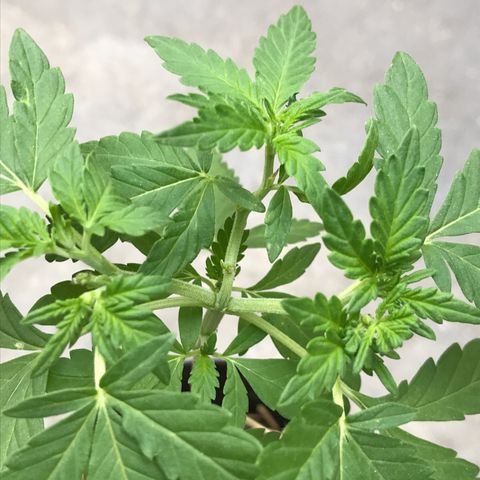 Limãozinha 🍋  growlog photo: Esquerda, meio e direita. A da direita tem três Ramos como resultado da FIM. A da esquerda respondeu como uma Top e deu dois Ramos msm <3 a do meio não foi podada, tá crescendo linda com curvas amo demais quando isso acontece, em breve uma poda.