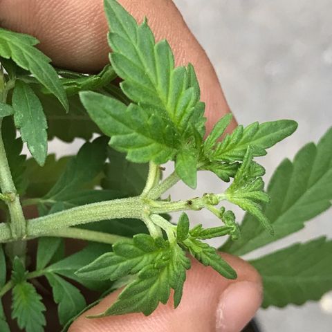 Limãozinha 🍋  growlog photo: A poda da direita respondeu com três Ramos, estou apaixonado dms por essa planta. 