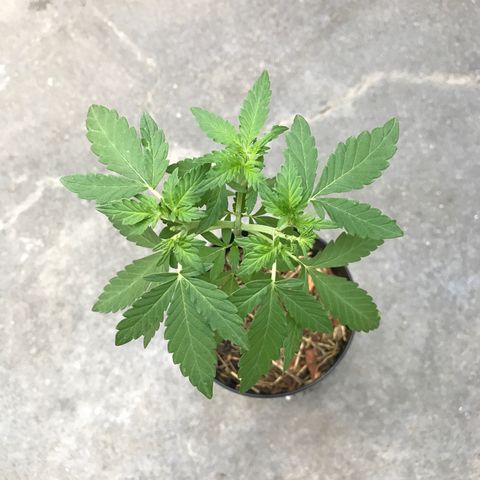 Limãozinha 🍋  growlog timeline photo