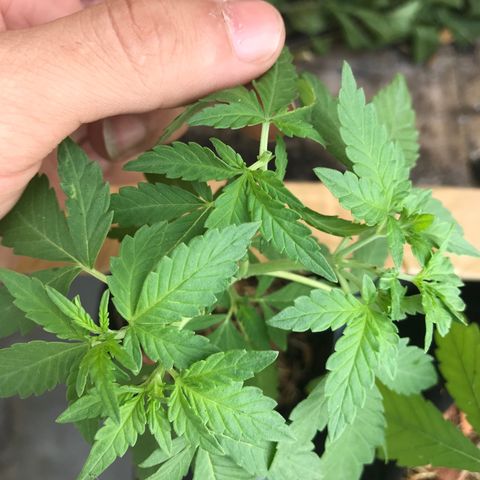 Limãozinha 🍋  growlog photo: Mais uma poda. Fiz uma poda FIM perto de top, oq der tá ótimo. Podas FIM às vezes são difíceis de pegar e nem sempre são bons Ramos pelo q tô vendo então tô fazendo ela com pouca brexa entre a FIM e a top.
