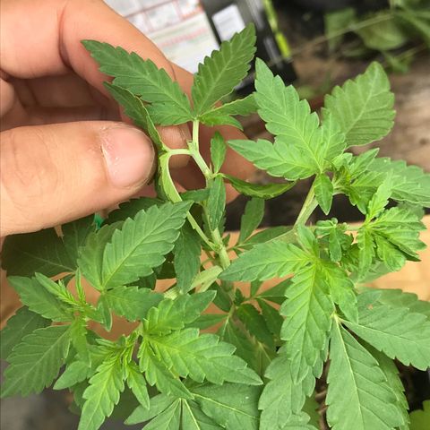 Limãozinha 🍋  growlog timeline photo