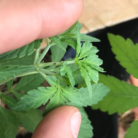 Limãozinha 🍋  growlog photo: Limãozinha lida bem com podas. 