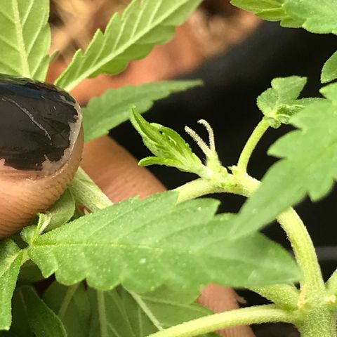 Limãozinha 🍋  growlog photo: Limãozinha é inhA msm *o* primeiros pistilos meio cedo. Será q elas identificaram o inverno? Outdoor ainda é novo pra mim guys