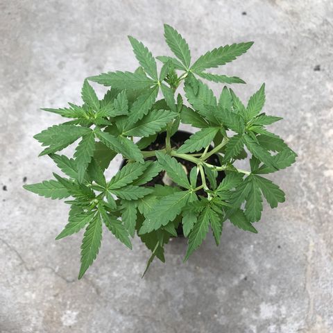 Limãozinha 🍋  growlog timeline photo