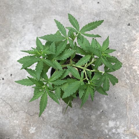 Limãozinha 🍋  growlog timeline photo