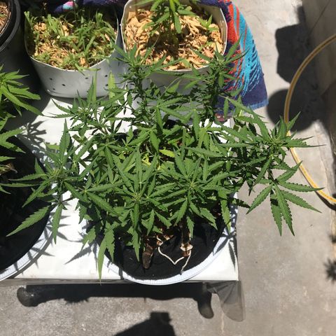 Limãozinha 🍋  growlog timeline photo
