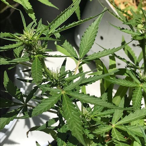 Limãozinha 🍋  growlog timeline photo