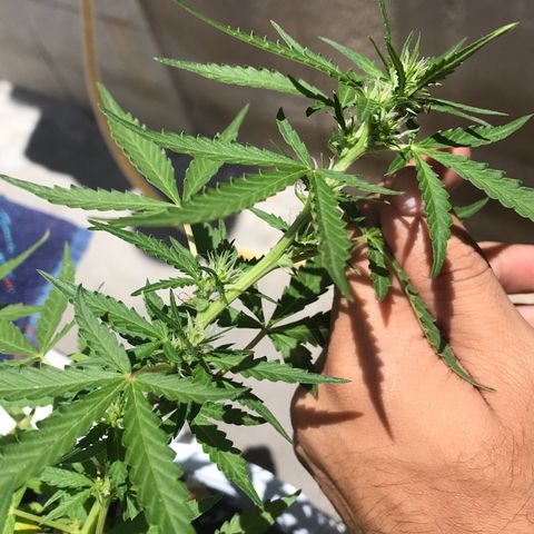 Limãozinha 🍋  growlog timeline photo