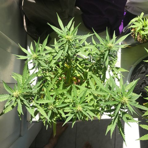 Limãozinha 🍋  growlog timeline photo