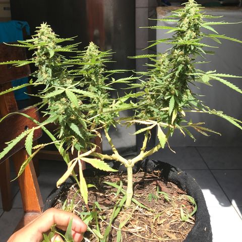 Limãozinha 🍋  growlog timeline photo
