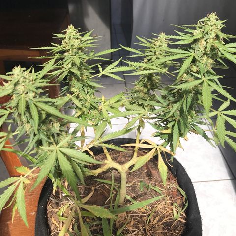Limãozinha 🍋  growlog timeline photo