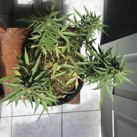 Limãozinha 🍋  growlog timeline photo