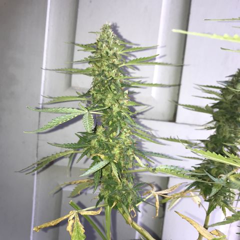 Limãozinha 🍋  growlog timeline photo