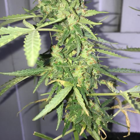 Limãozinha 🍋  growlog timeline photo