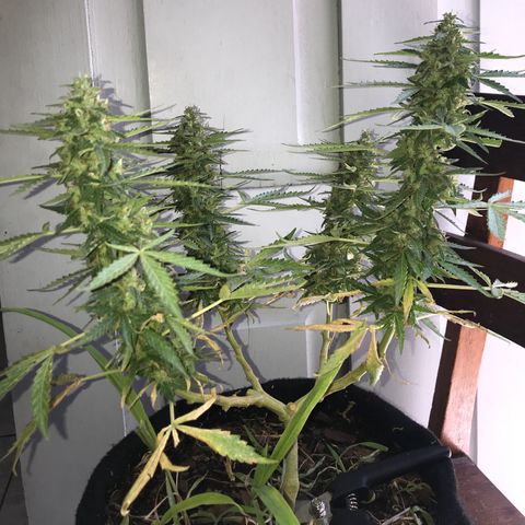 Limãozinha 🍋  growlog timeline photo