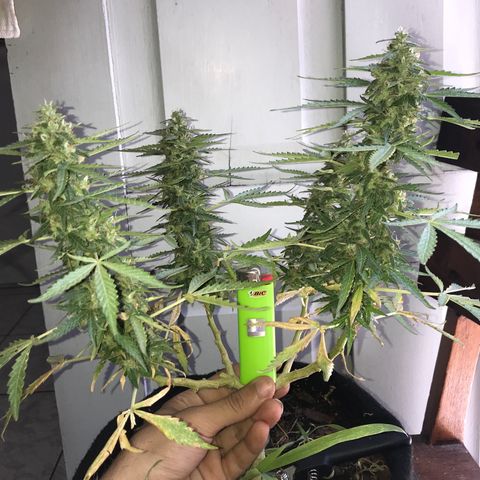 Limãozinha 🍋  growlog timeline photo