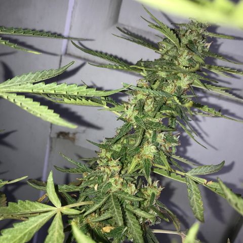 Limãozinha 🍋  growlog photo: O tamanho dessa bud boe
