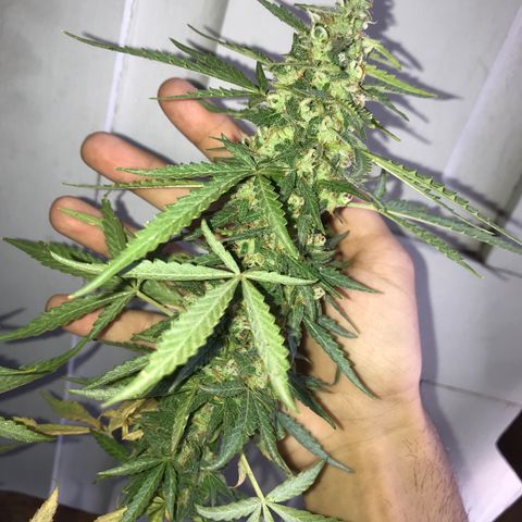 Limãozinha 🍋  growlog photo: O tamanho dessa bud boe
