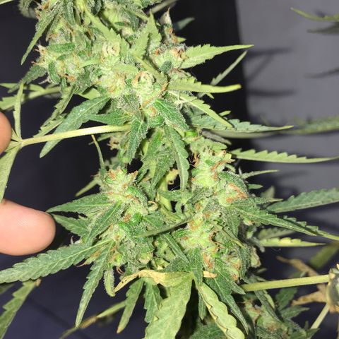 Limãozinha 🍋  growlog photo: O tamanho dessa bud boe