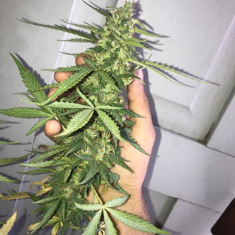 Limãozinha 🍋  growlog photo: O tamanho dessa bud boe