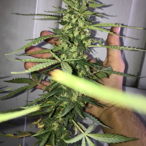 Limãozinha 🍋  growlog photo: O tamanho dessa bud boe
