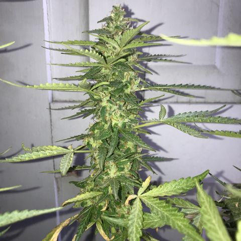Limãozinha 🍋  growlog photo: O tamanho dessa bud boe