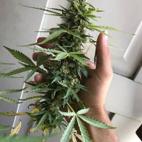 Limãozinha 🍋  growlog photo: O tamanho dessa bud boe