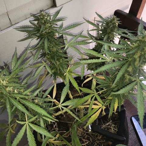 Limãozinha 🍋  growlog timeline photo