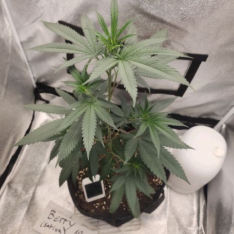 HAZE BERRY 9-11w Blüte  growlog photo: Juicy Color, good growth