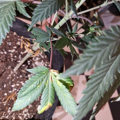 HAZE BERRY 9-11w Blüte  growlog timeline photo