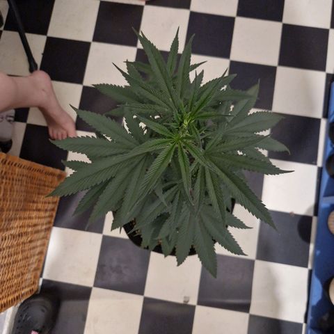 HAZE BERRY 9-11w Blüte  growlog timeline photo
